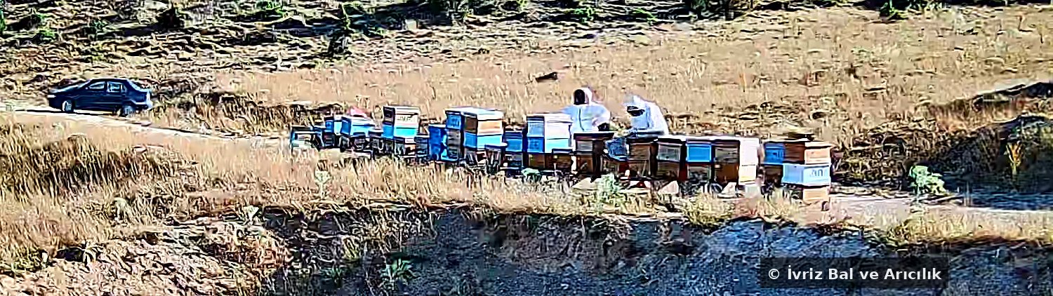 Toros yaylalarındaki arılığımız: sıra hâlinde dizilmiş kovanlar ve çalışan arıcılar