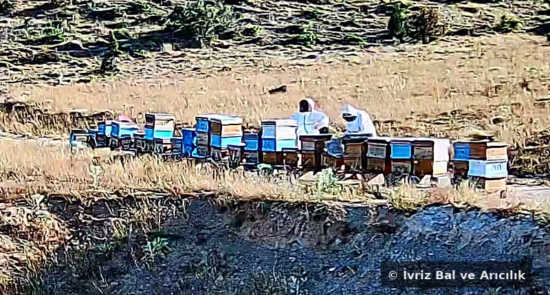 Kovanların yakın görünümü ve hasat sırasında çalışan arıcılarımız